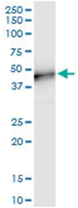 MFGE8, Human, IP-WB Antibody Pair (PW1), Abnova™