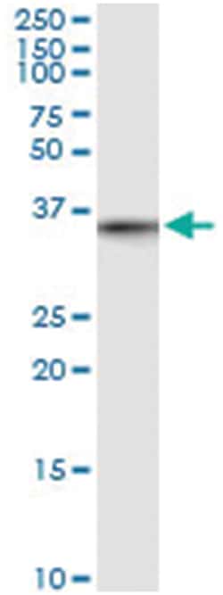 anti-MLF1, Human, IP-WB Antibody Pair, Abnova&trade;