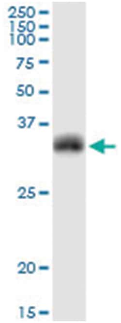anti-MOG, Human, IP-WB Antibody Pair, Abnova&trade;