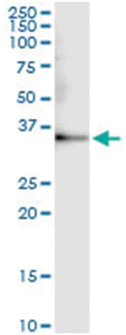 anti-MOS, Human, IP-WB Antibody Pair, Abnova™