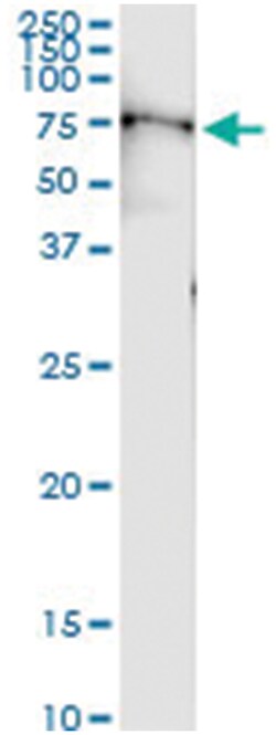 anti-MPL, Human, IP-WB Antibody Pair, Abnova 1 Set:Antibodies, Monoclonal/Polyclonal