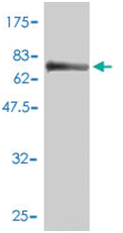 MPP1 (A01), Mouse anti-Human, Polyclonal Antibody, Abnova 50 &mu;L | Buy Online | Abnova | Fisher Scientific