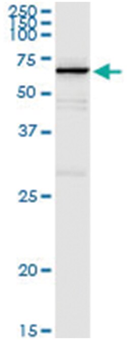 MPP2, Human, IP-WB Antibody Pair (PW1), Abnova™