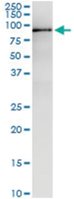 anti-MPP3, Human, IP-WB Antibody Pair, Abnova™