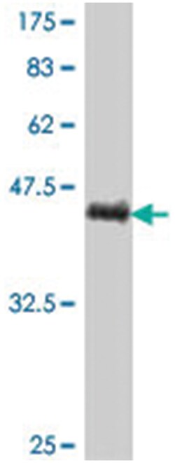 MSN, Mouse, Polyclonal Antibody, Abnova 50&mu;L; Unlabeled:Antibodies,