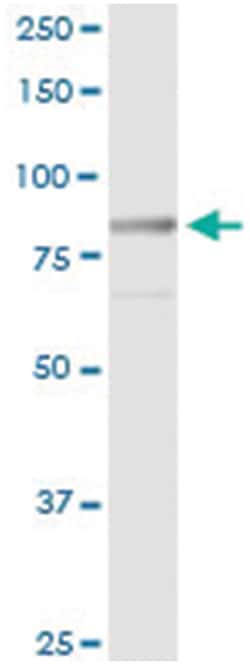 anti-MST1, Human, IP-WB Antibody Pair, Abnova&trade;
