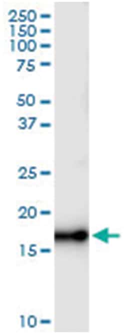 anti-NUDT1, Human, IP-WB Antibody Pair, Abnova&trade;