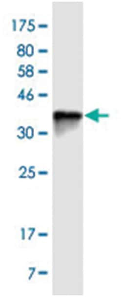 MUC7, Mouse, Clone: 7F2, Abnova 200&mu;L; Unlabeled:Antibodies, Monoclonal