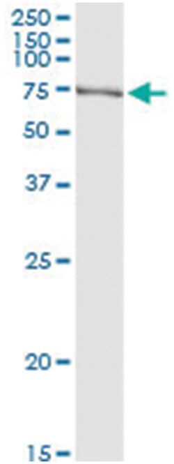 anti-NAP1L2, Human, IP-WB Antibody Pair, Abnova 1 Set:Antibodies, Monoclonal/Polyclonal