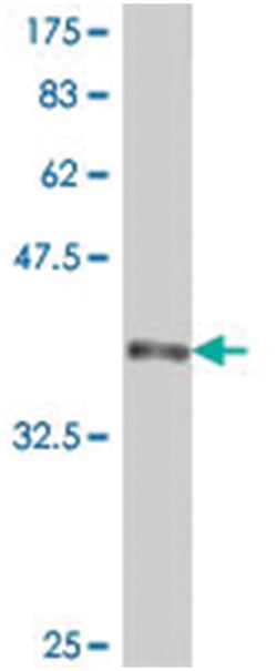 NCF4, Mouse, Polyclonal Antibody, Abnova 50&mu;L; Unlabeled:Antibodies,