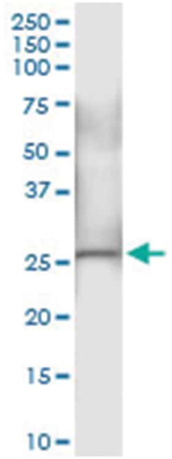NDUFS3, Human, IP-WB Antibody Pair (PW1), Abnova&trade;