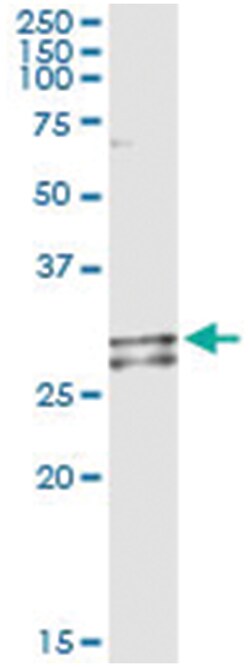 NDUFS3, Human, IP-WB Antibody Pair (PW2), Abnova&trade;