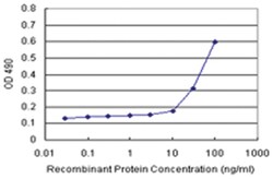 anti-NQO2 Matched Antibody Pair, Ab-1, Abnova