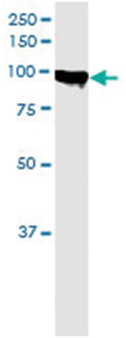 anti-NPAS2, Human, IP-WB Antibody Pair, Abnova&trade;