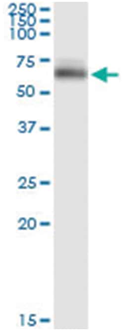 OCLN, Human, IP-WB Antibody Pair (PW2), Abnova™