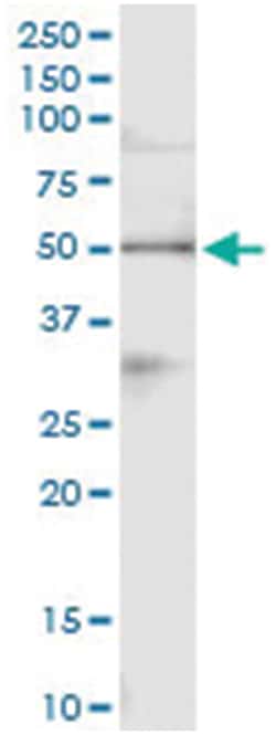 anti-PA2G4, Human, IP-WB Antibody Pair, Abnova™