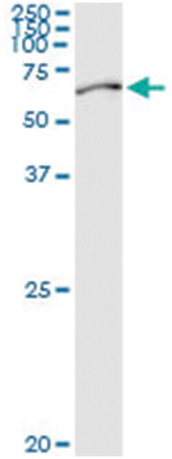 anti-PABPC3, Human, IP-WB Antibody Pair, Abnova&trade;