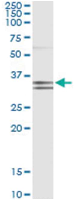 anti-PCDH1, Human, IP-WB Antibody Pair, Abnova™