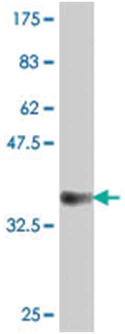PCDH8, Mouse, Polyclonal Antibody, Abnova 50&mu;L; Unlabeled:Antibodies,