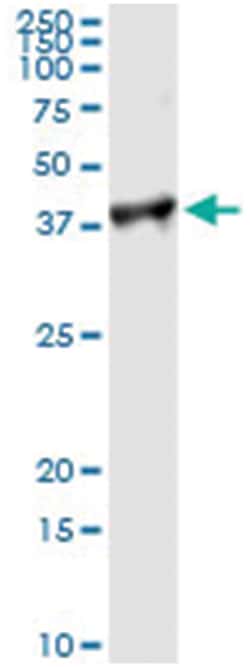 anti-PCNA, Human, IP-WB Antibody Pair, Abnova 1 Set:Antibodies, Monoclonal/Polyclonal