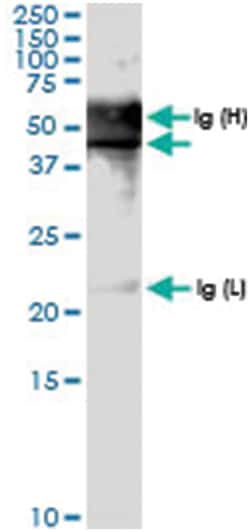 anti-PDCD2, Human, IP-WB Antibody Pair, Abnova&trade;