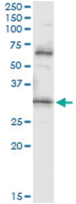 anti-PDYN, Human, IP-WB Antibody Pair, Abnova™