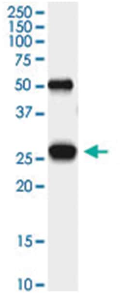 anti-PGAM1, Human, IP-WB Antibody Pair, Abnova&trade;