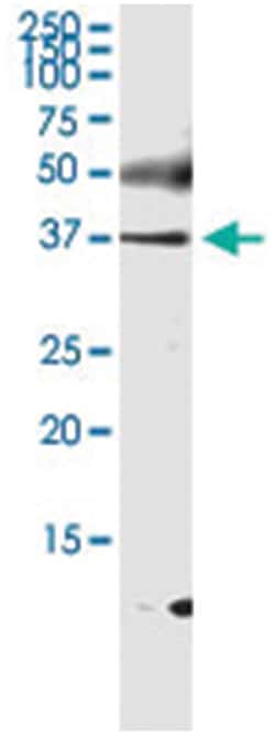 anti-PGC, Human, IP-WB Antibody Pair, Abnova&trade;
