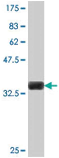 PIN4, Mouse, Polyclonal Antibody, Abnova 50&mu;L; Unlabeled:Antibodies,