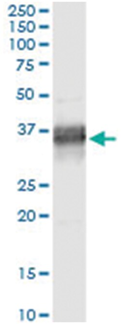 PLSCR1, Human, IP-WB Antibody Pair (PW2), Abnova™