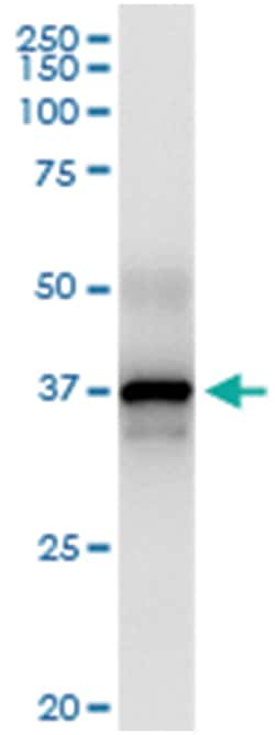 PLSCR1, Human, IP-WB Antibody Pair (PW3), Abnova 1 Set:Antibodies, Monoclonal/Polyclonal