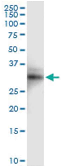 anti-PMM2, Human, IP-WB Antibody Pair, Abnova™