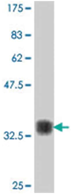 POLA, Mouse, Polyclonal Antibody, Abnova 50&mu;L; Unlabeled:Antibodies,