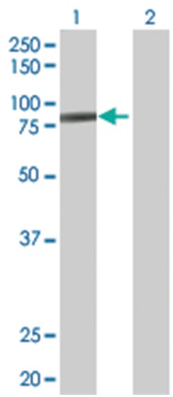 POLH 293T Cell Overexpression Lysate (Denatured), Abnova 100&mu;L | Buy Online | Abnova | Fisher Scientific