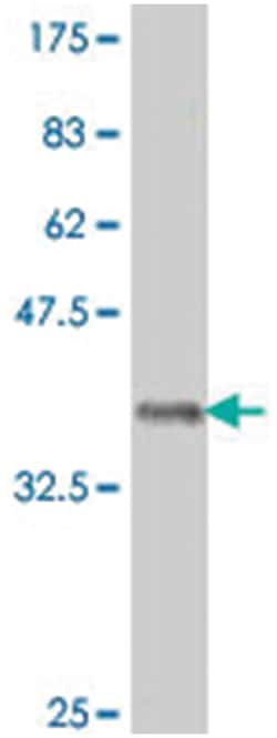 polymerase (RNA) mitochondrial (DNA directed), Mouse, Polyclonal Antibody,