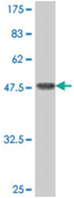 PON2, Mouse, Polyclonal Antibody, Abnova 50 &mu;L | Buy Online | Abnova | Fisher Scientific