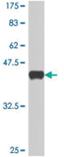 POU2AF1, Mouse, Polyclonal Antibody, Abnova 50&mu;L; Unlabeled:Antibodies,