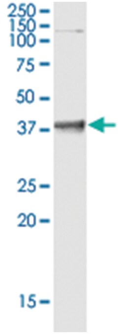 POU6F1, Human, IP-WB Antibody Pair (PW1), Abnova™