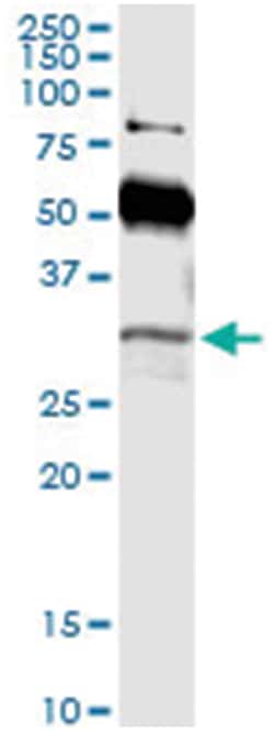 POU6F1, Human, IP-WB Antibody Pair (PW2), Abnova&trade;