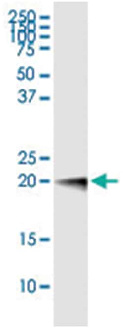 anti-PRRG2, Human, IP-WB Antibody Pair, Abnova&trade;