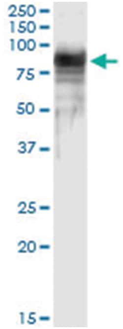 anti-PTGS2, Human, IP-WB Antibody Pair, Abnova&trade;