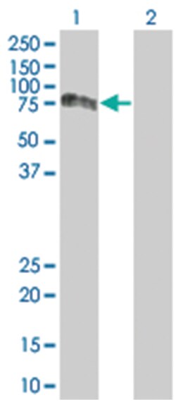 PVRL2 293T Cell Overexpression Lysate (Denatured), Abnova 100 &mu;L | Buy Online | Abnova | Fisher Scientific