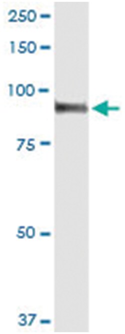 anti-PWP2, Human, IP-WB Antibody Pair, Abnova™