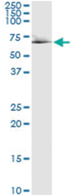 anti-RDX, Human, IP-WB Antibody Pair, Abnova&trade;