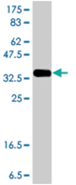 REV3L, Mouse, Polyclonal Antibody, Abnova 50&mu;L; Unlabeled:Antibodies,