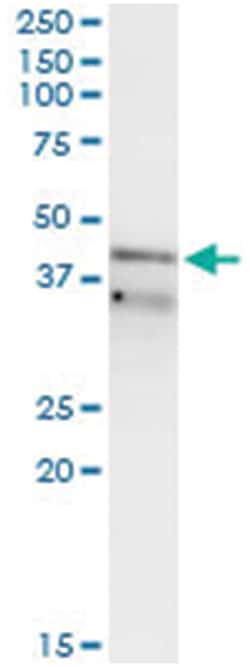 anti-RFC3, Human, IP-WB Antibody Pair, Abnova™
