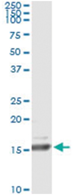 anti-RLN1, Human, IP-WB Antibody Pair, Abnova™