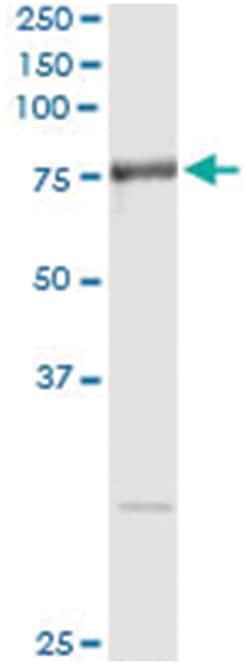 anti-RNPEP, Human, IP-WB Antibody Pair, Abnova 1 Set:Antibodies, Monoclonal/Polyclonal