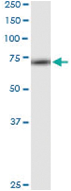 anti-RPA1, Human, IP-WB Antibody Pair, Abnova 1 Set:Antibodies, Monoclonal/Polyclonal