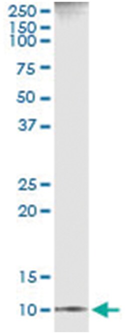 anti-CXCL11, Human, IP-WB Antibody Pair, Abnova 1 Set:Antibodies, Monoclonal/Polyclonal